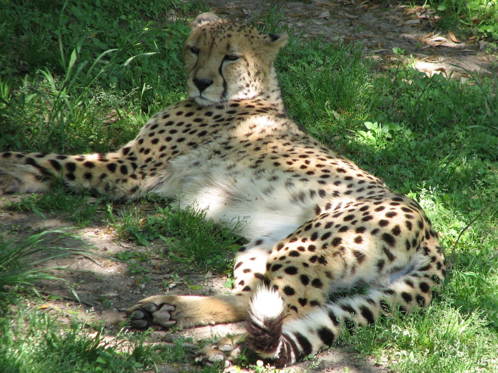 Africas Rift Valley - Cheetah