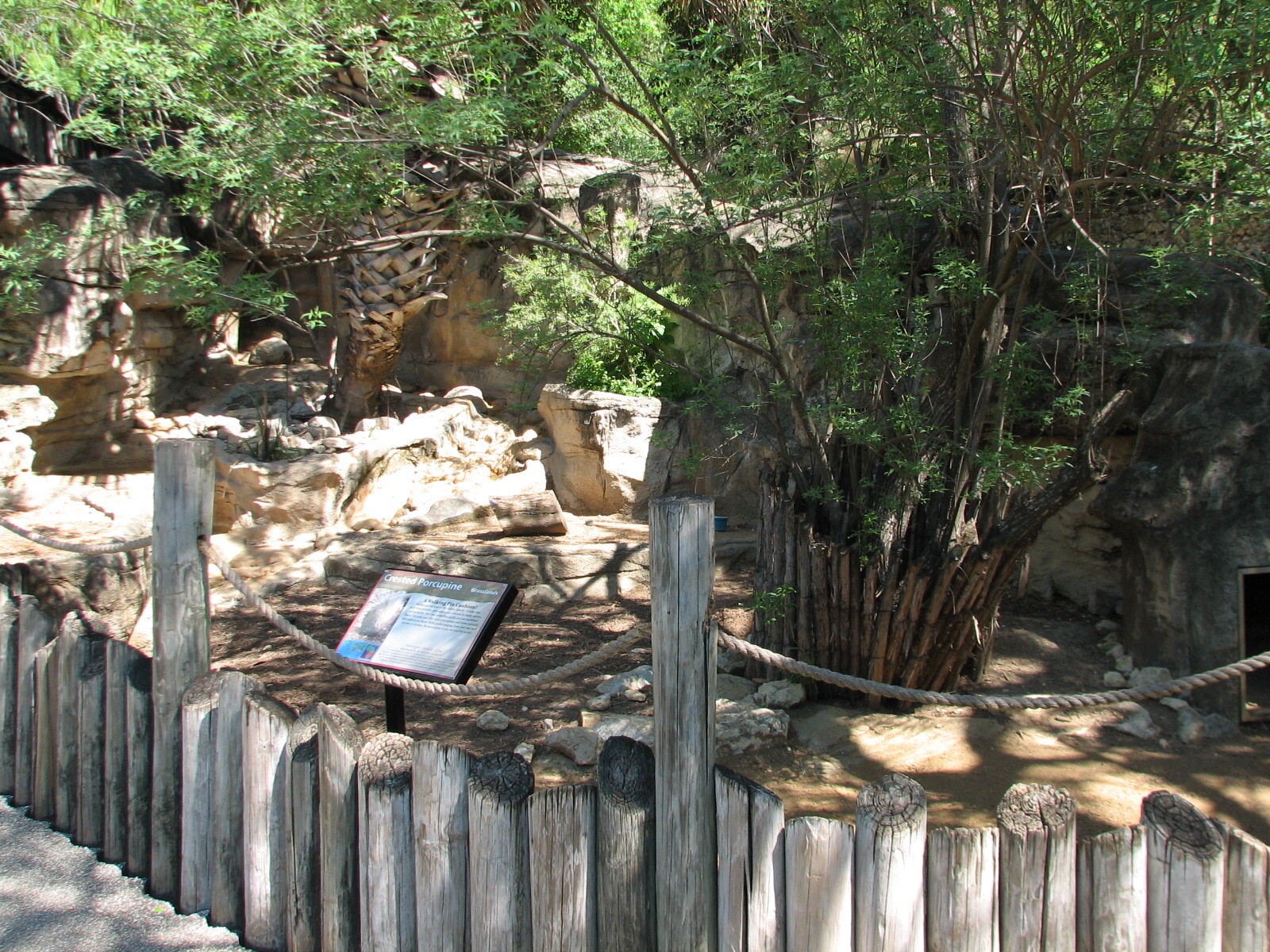 Africas Rift Valley - Crested Porcupine Exhibit