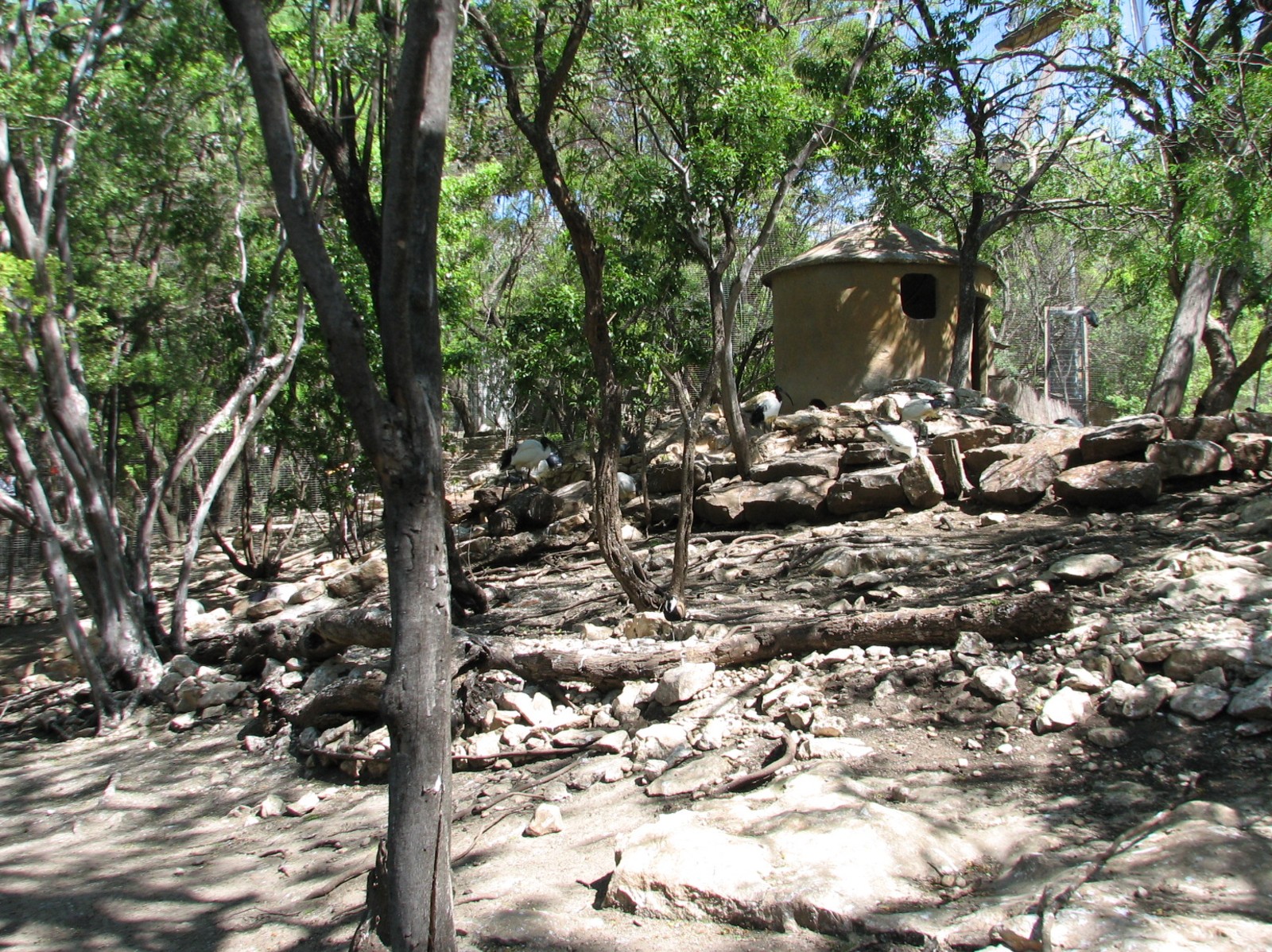 Africas Rift Valley - Forest Trail Aviary