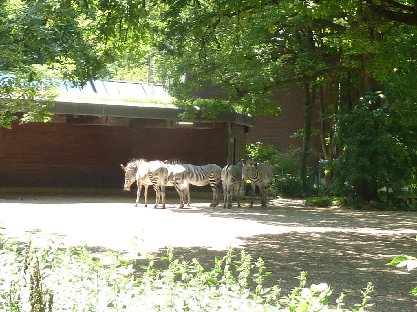 Afrika panorama - Grèvy zebra - Equus grevyi