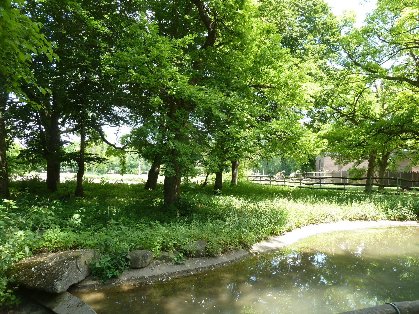 Afrika panorama - Southern ground hornbill - Bucorvus leadbeateri