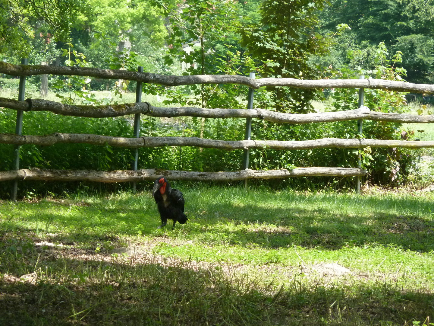Afrika panorama - Southern ground hornbill - Bucorvus leadbeateri