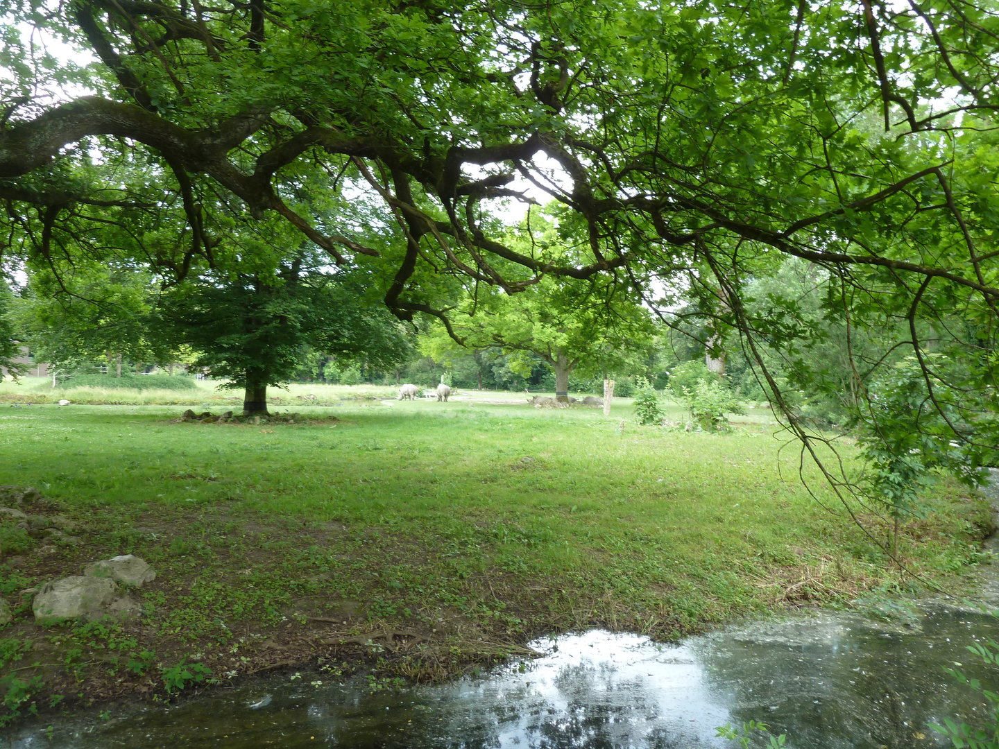 Afrika panorama - Southern white rhino