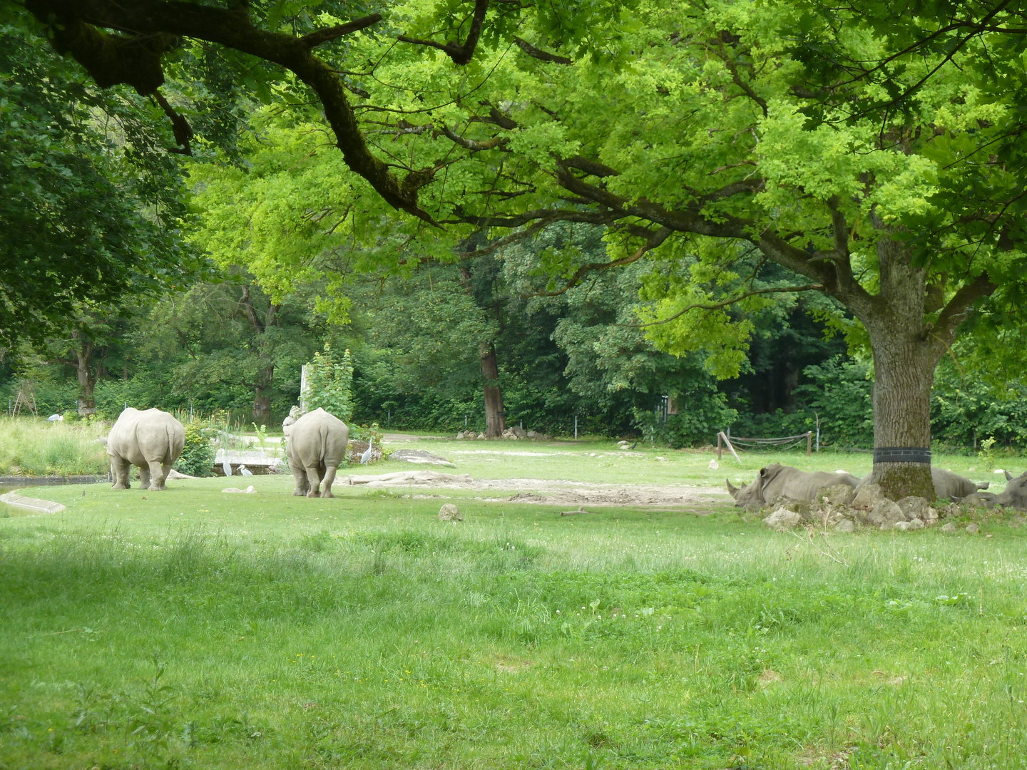 Afrika panorama - Southern white rhino