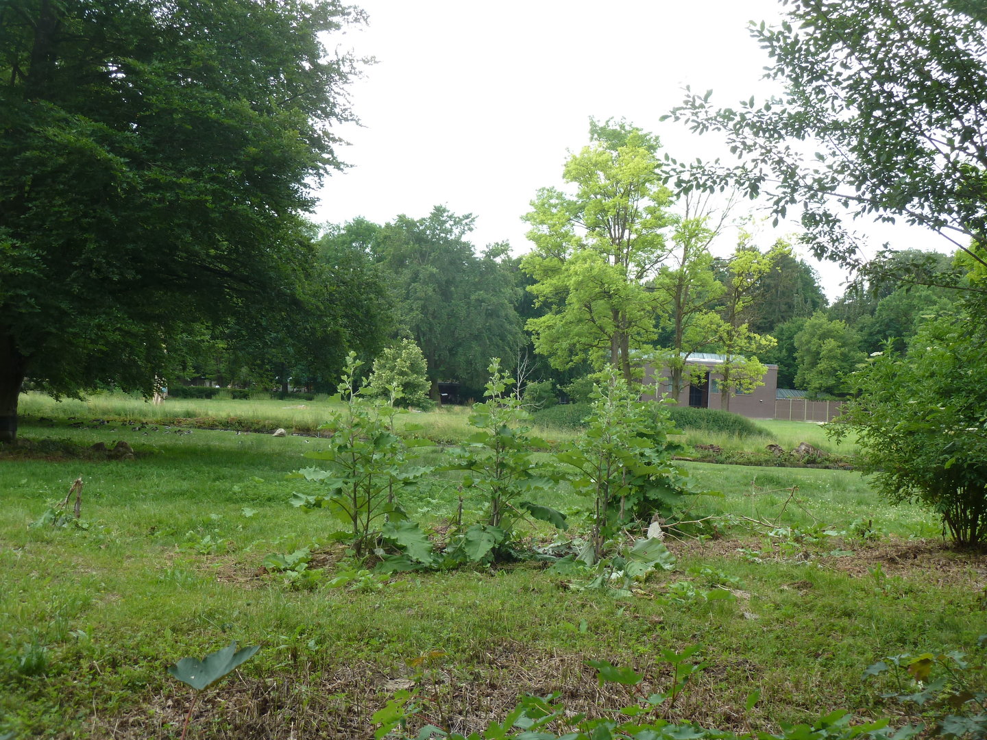 Afrika panorama with giraffe building in the background