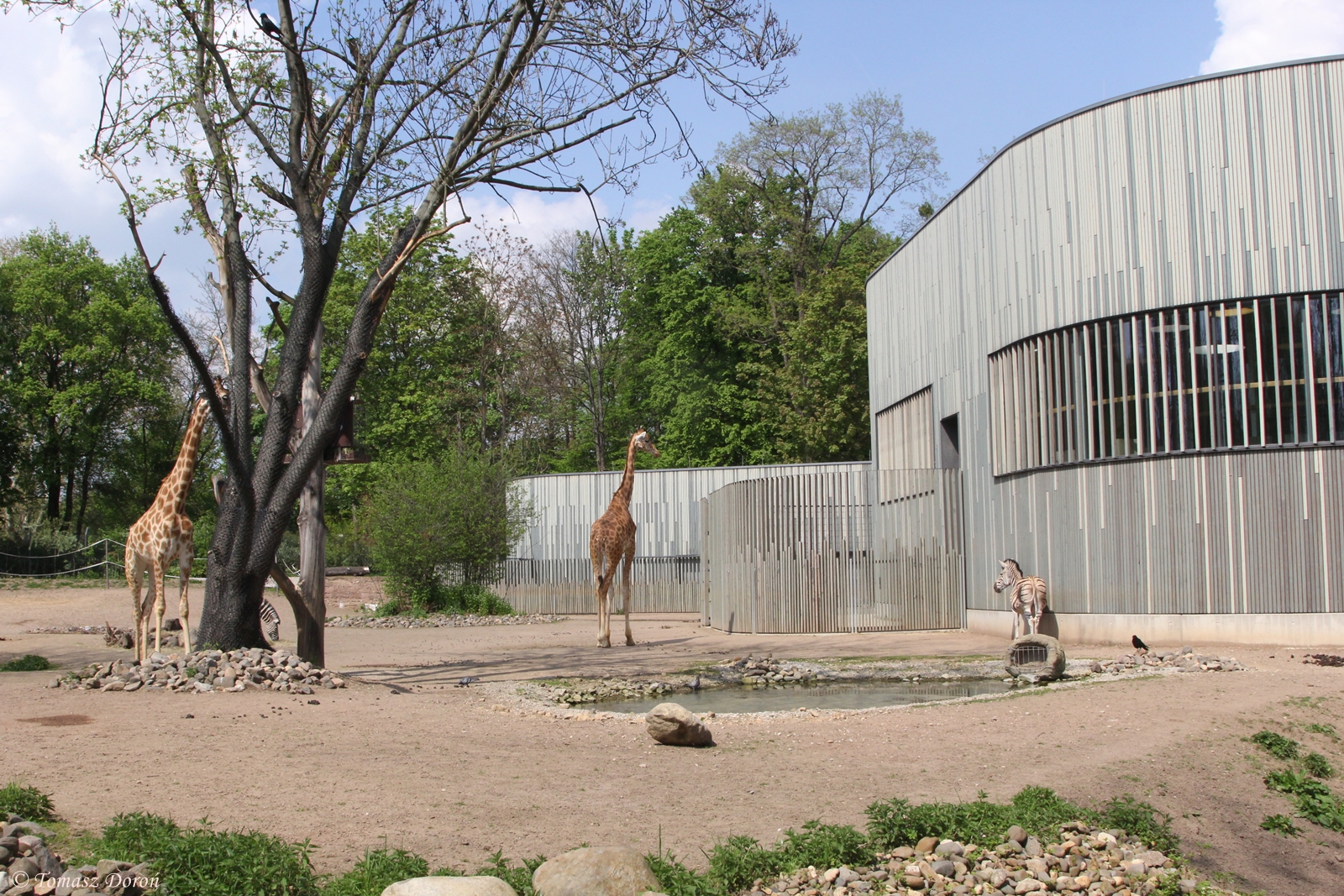 Afrika-Savanne paddock for Kordofan Giraffes, Chapman?s Zebras, ...
