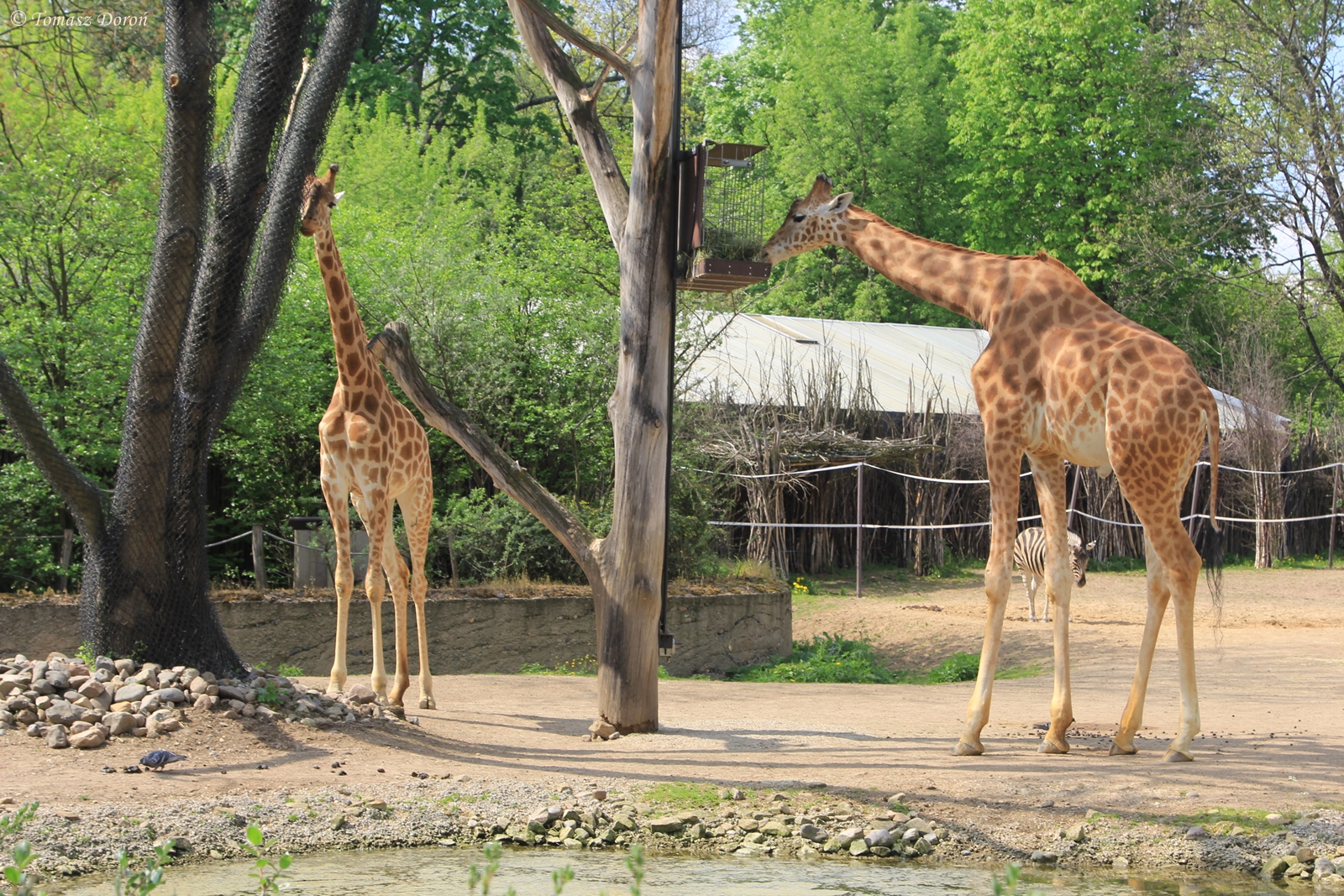 Afrika-Savanne paddock for Kordofan Giraffes, Chapman?s Zebras, ...