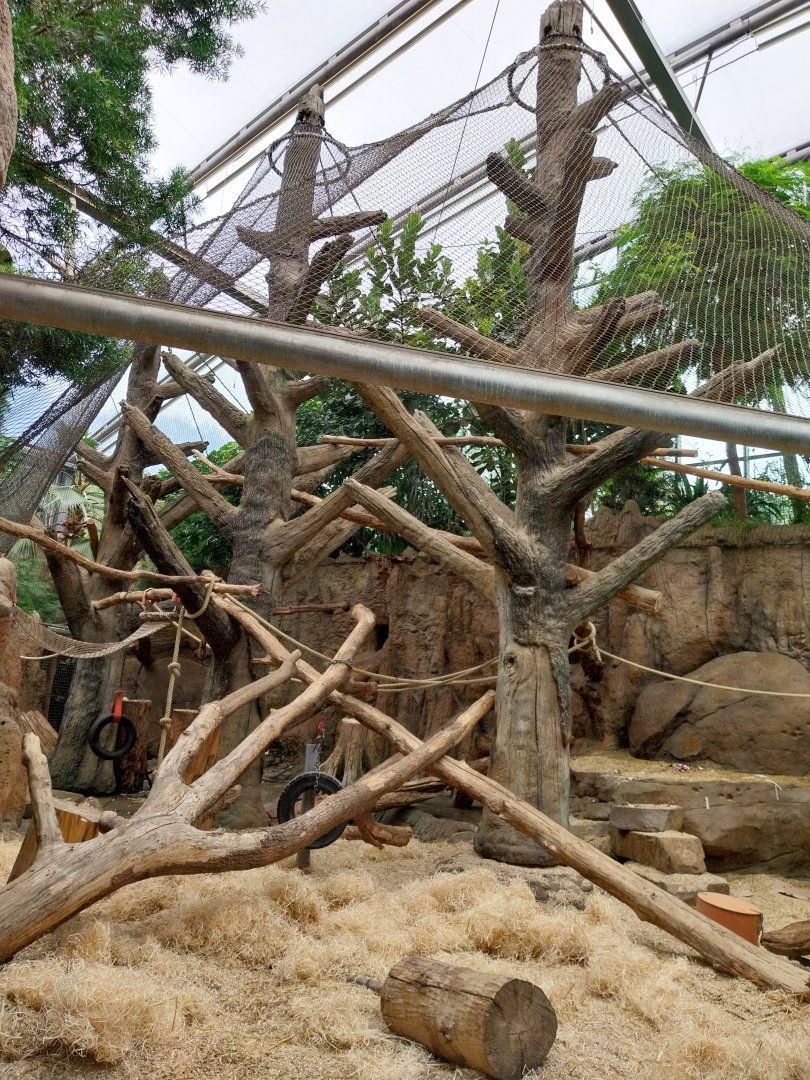 Afrikahaus - Mandril enclosure