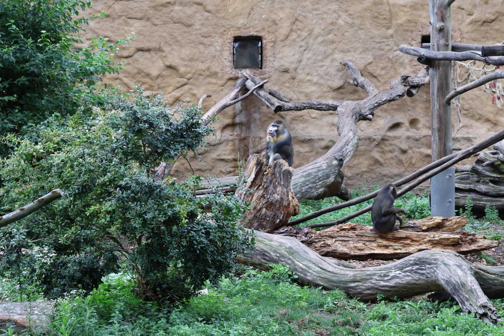 Afrikahaus - Mandril (Mandrillus sphinx)