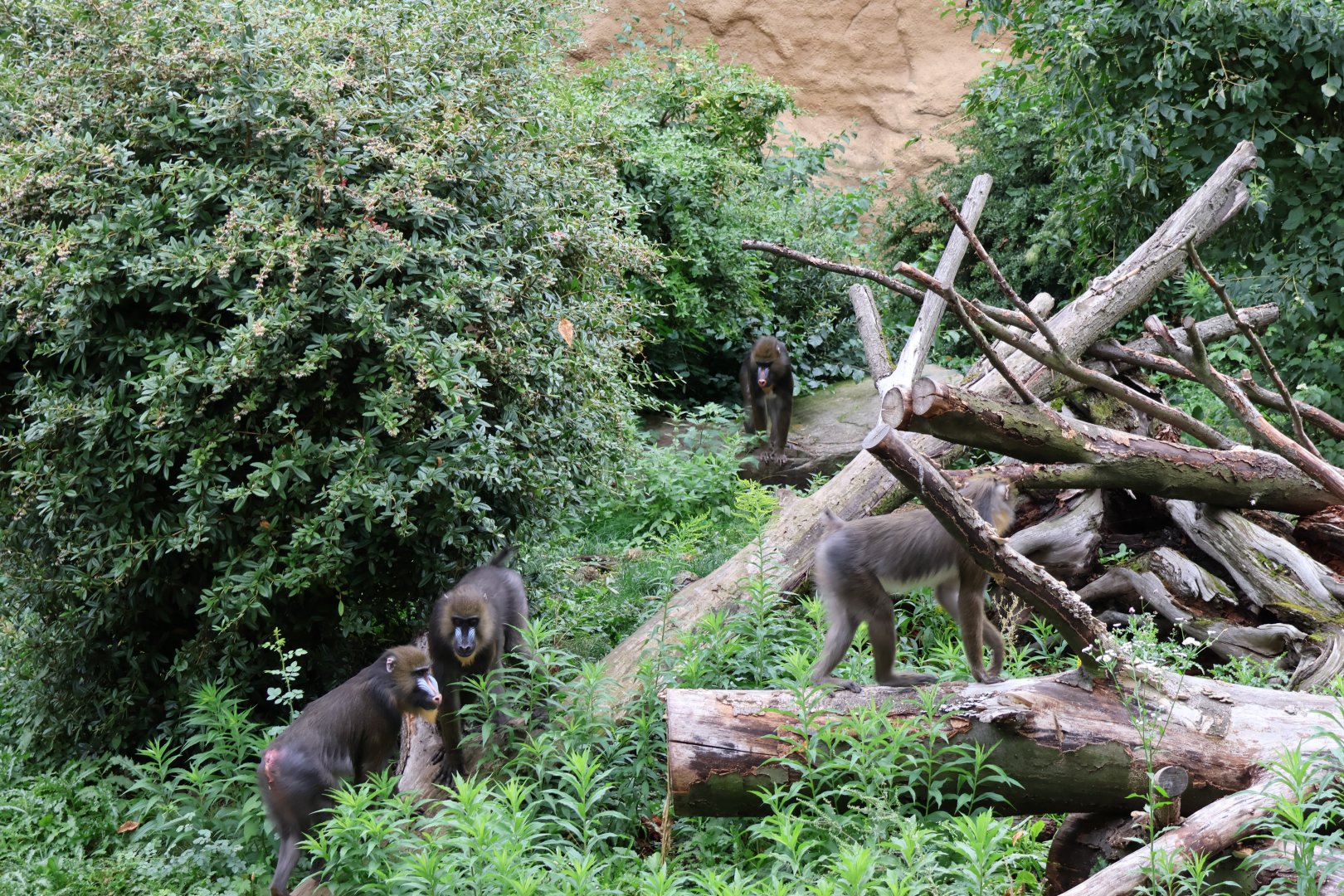 Afrikahaus - Mandril (Mandrillus sphinx)