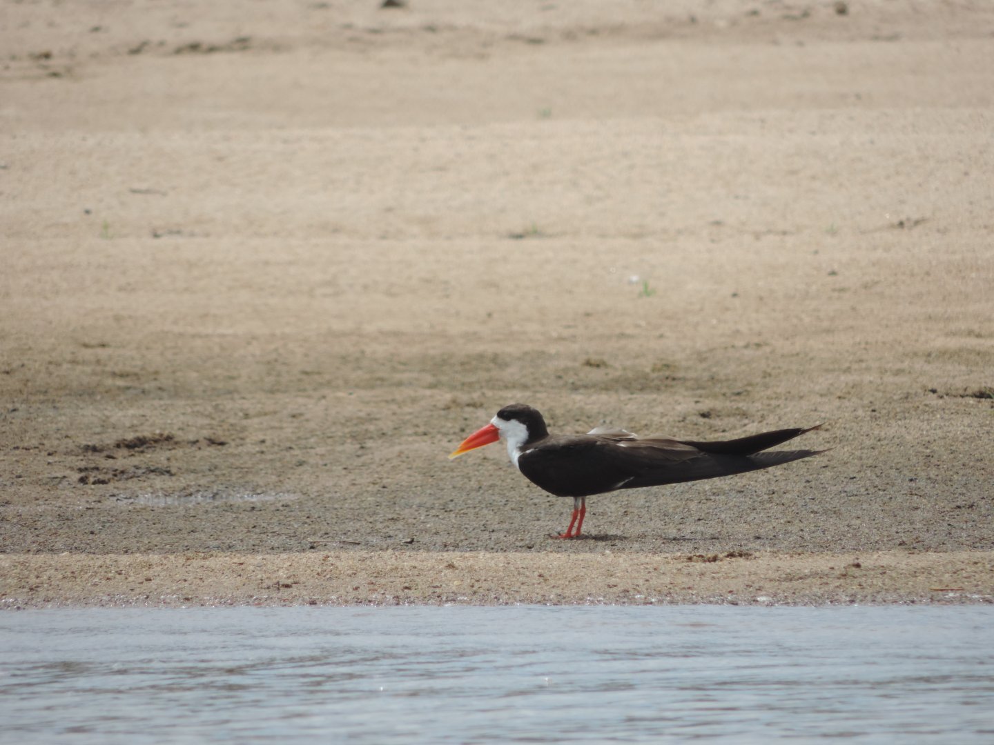 afrikan skimmer selous 2016