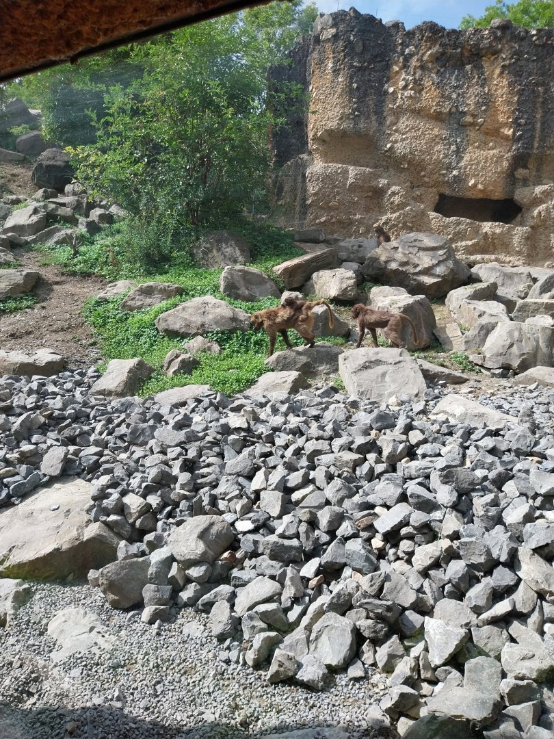 Afrikanisches gebirge - Gelada baboon (Theropithecus gelada)
