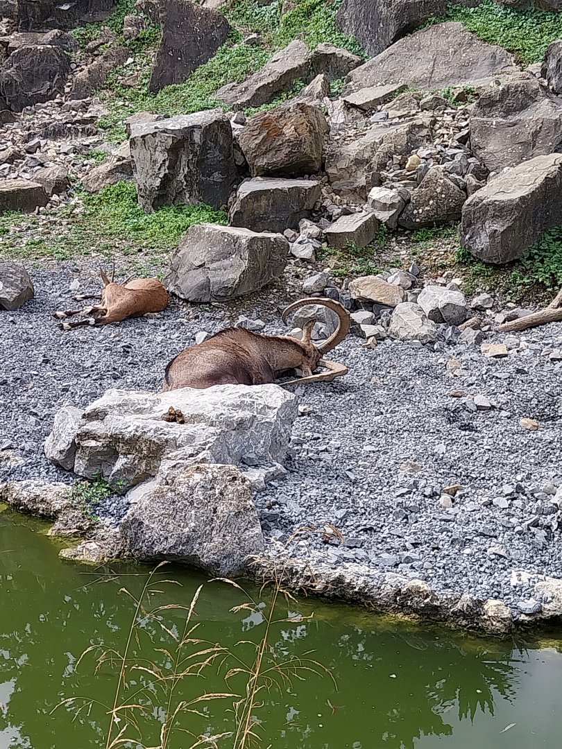 Afrikanisches gebirge - Nubian ibex (Capra nubiana)