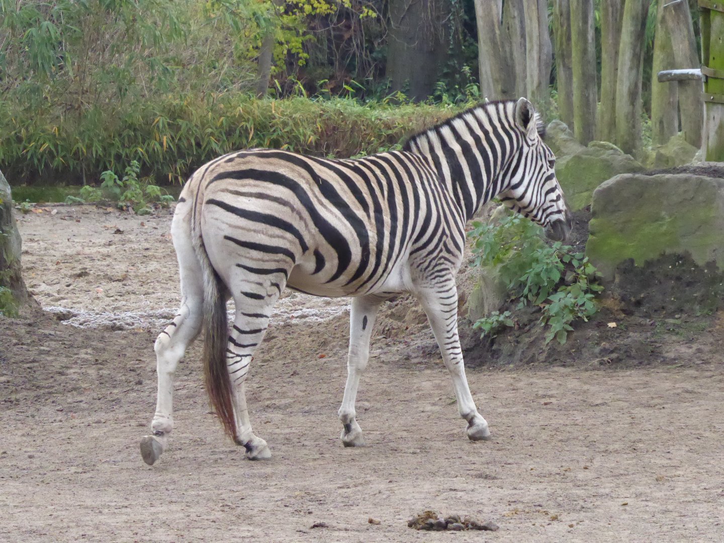 Afrikanum - Burchell's zebra 011219