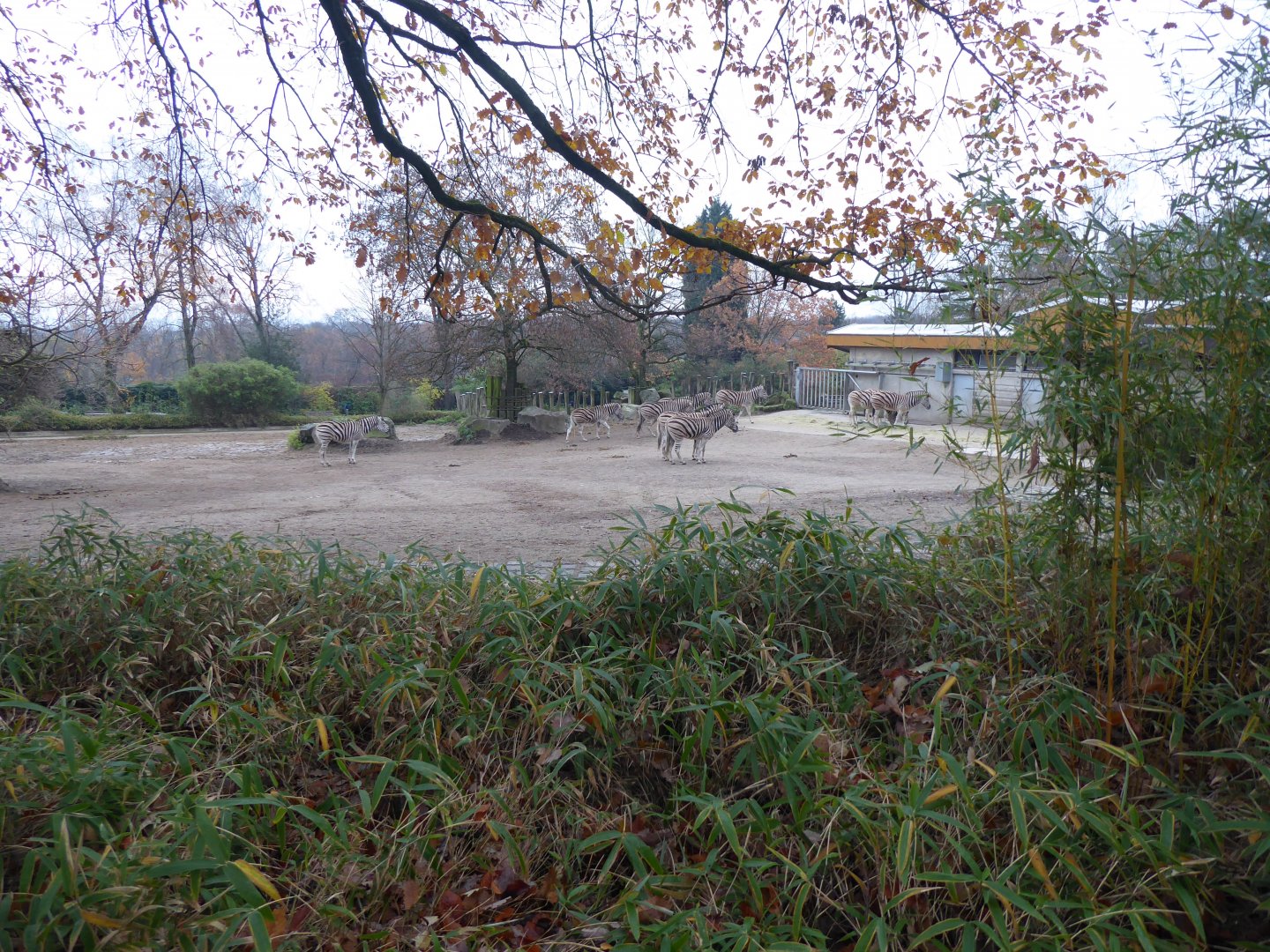 Afrikanum - Burchell's zebra exhibit 011219