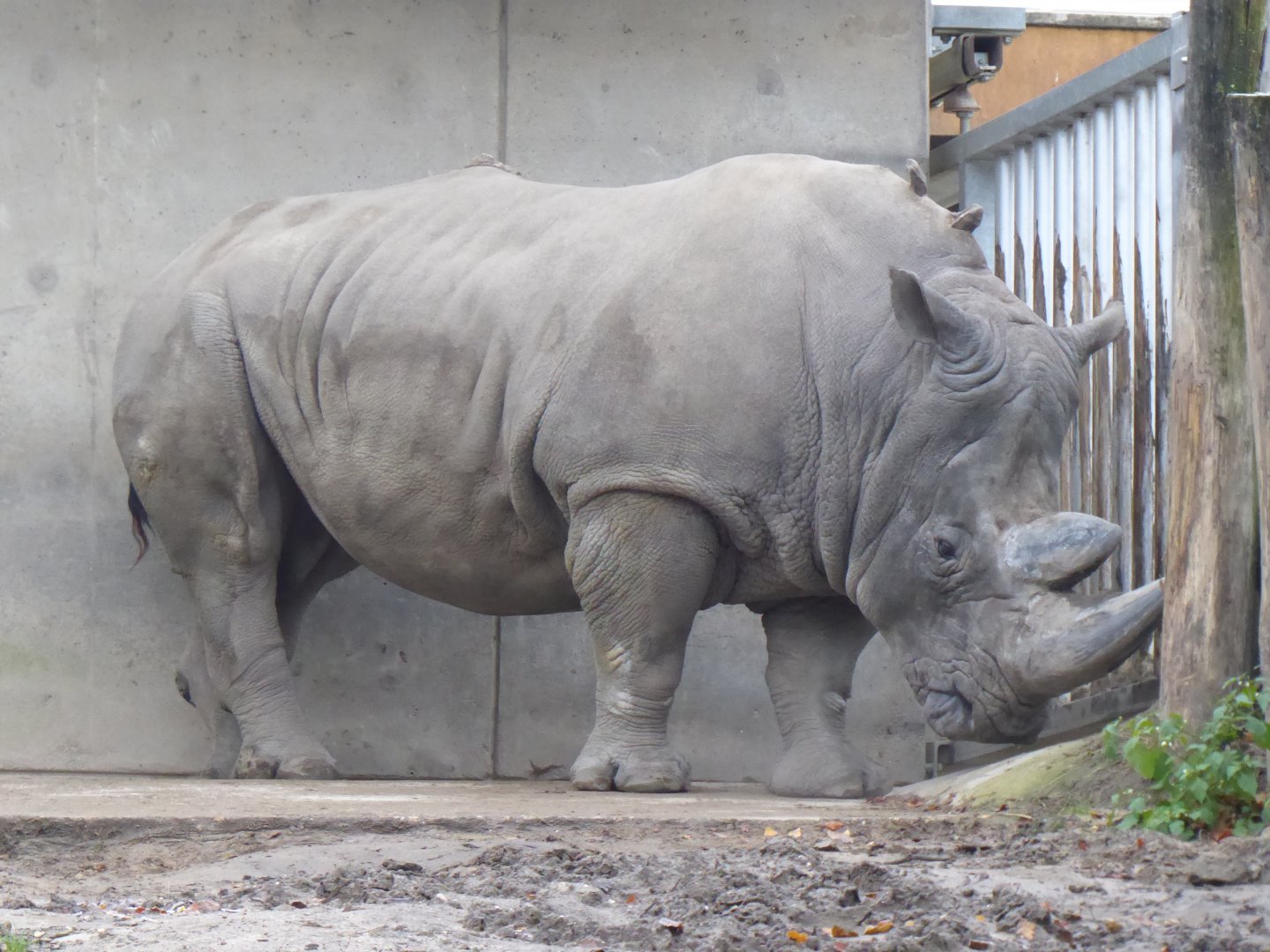 Afrikanum - Southen white rhinoceros 011219
