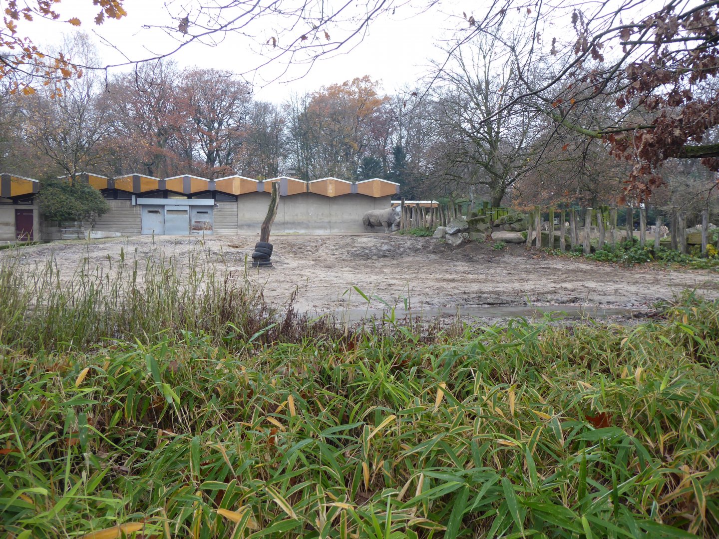 Afrikanum - Southen white rhinoceros enclosure 011219