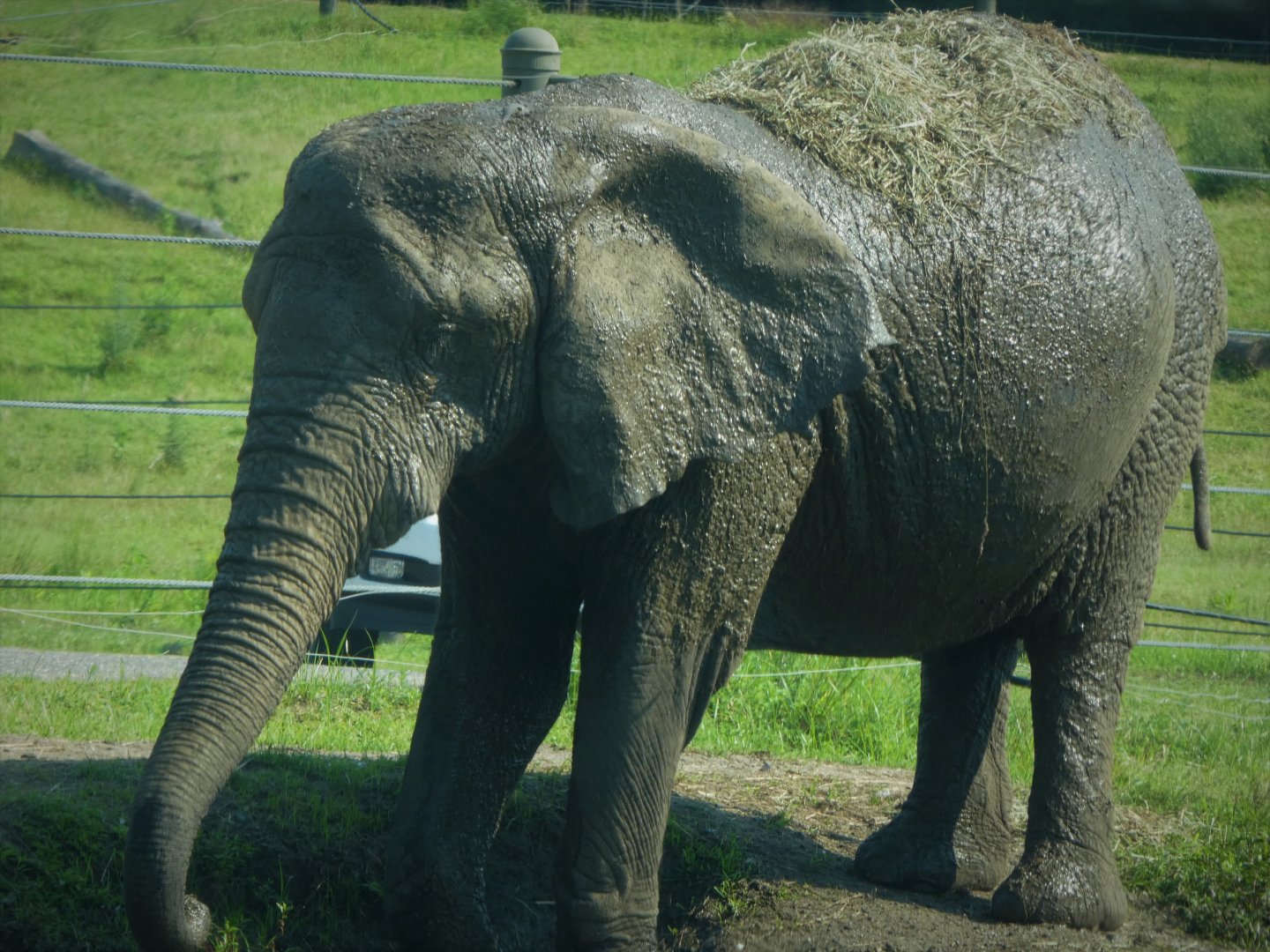 Afrikka - African Bush Elephant