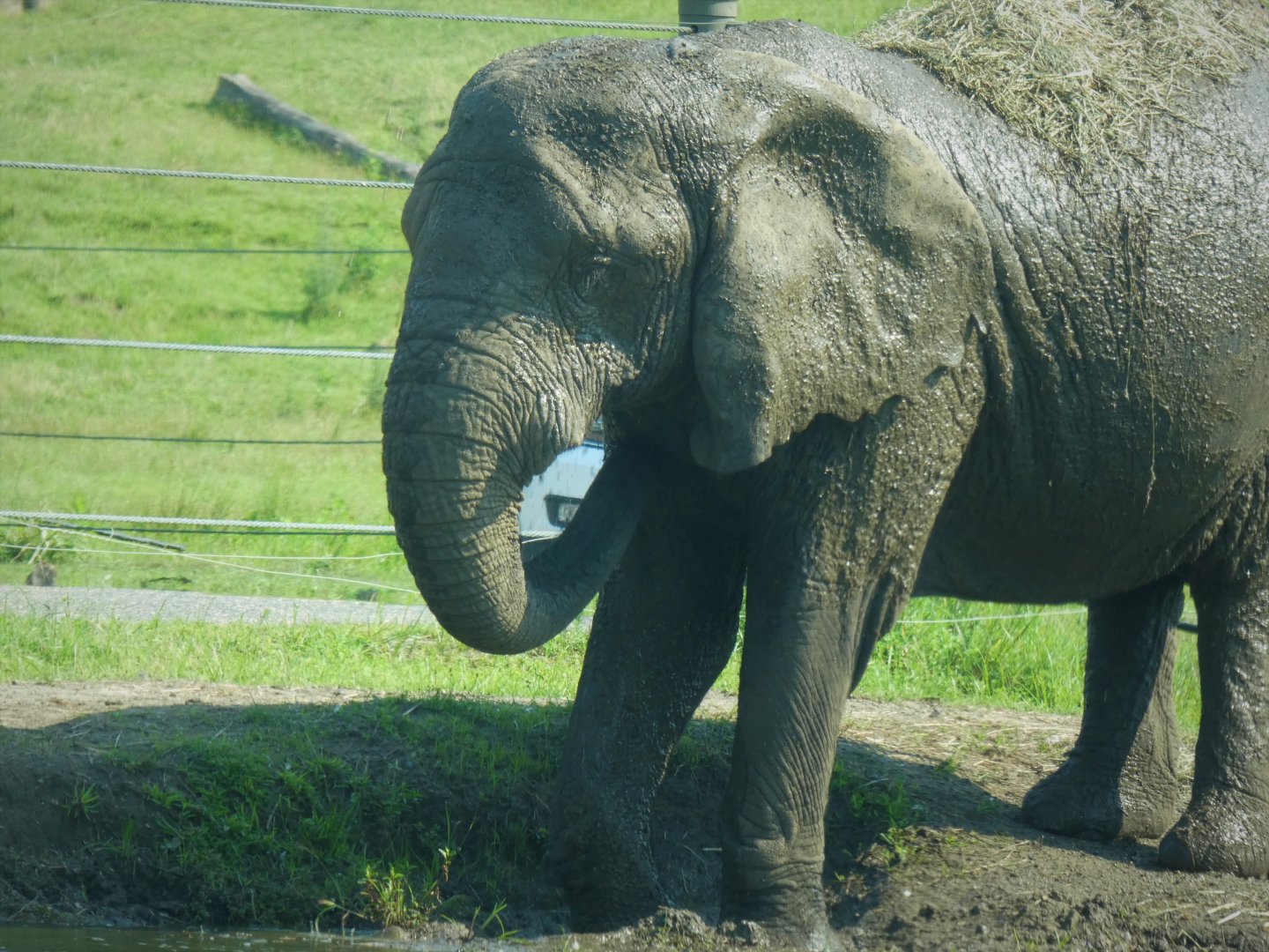 Afrikka - African Bush Elephant