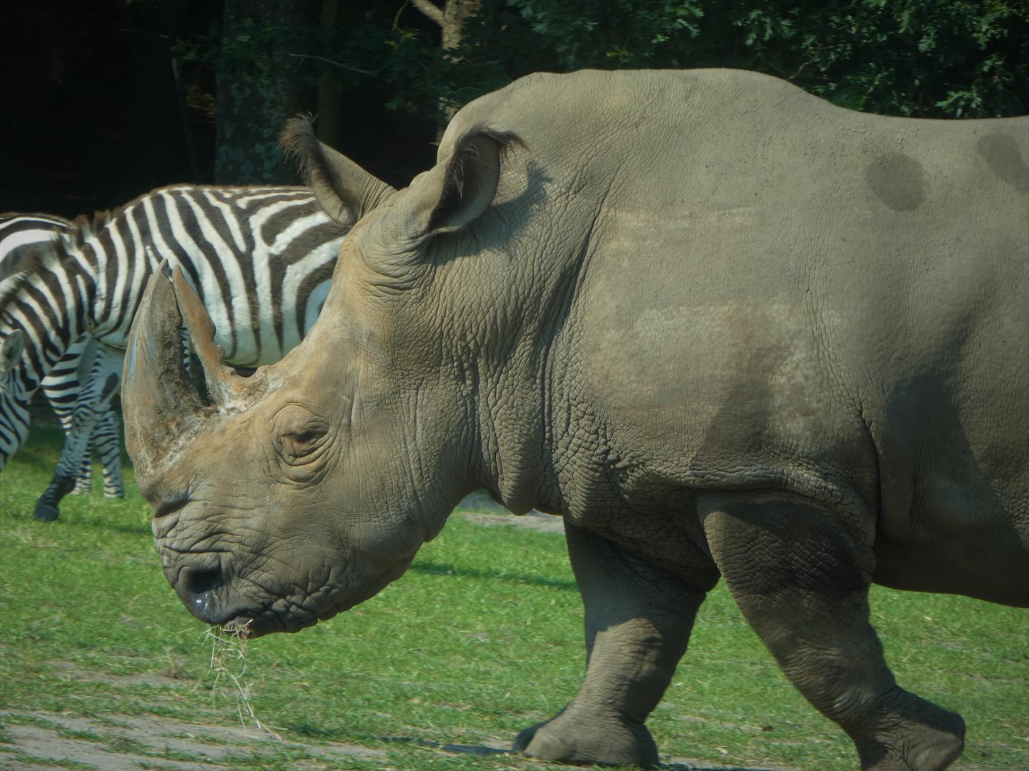 Afrikka - Southern White Rhinoceros