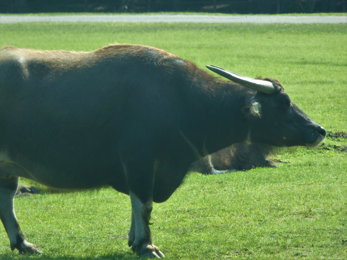 Afrikka - Water Buffalo