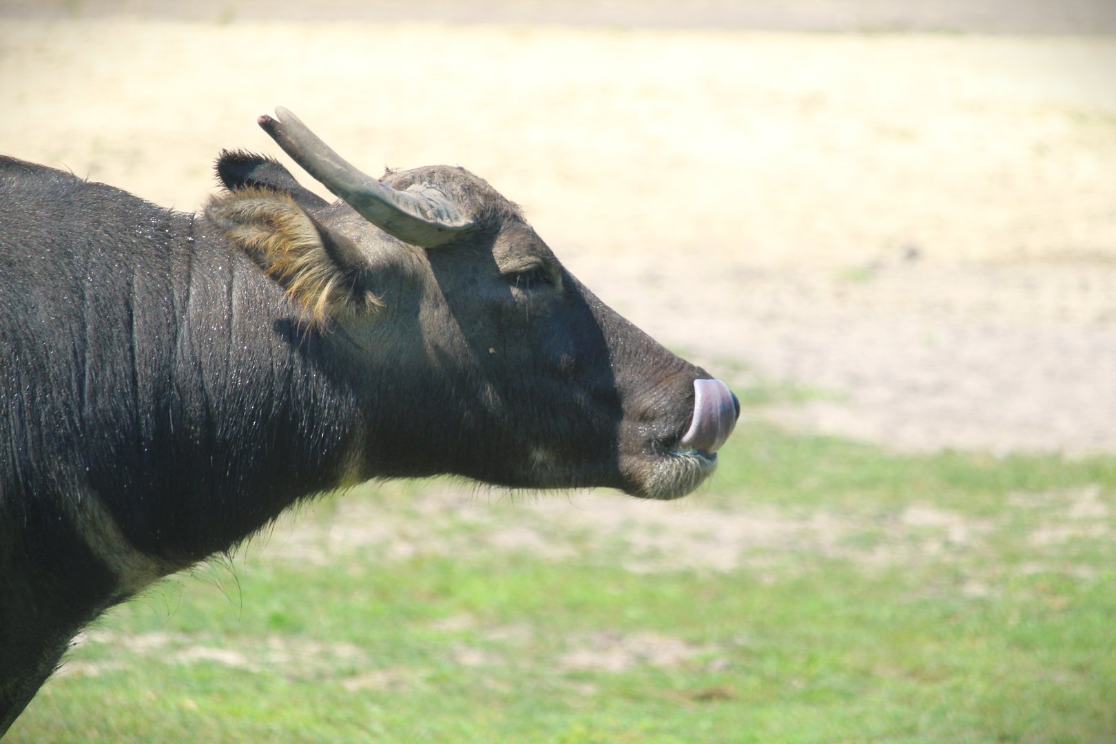 Afrikka - Water Buffalo