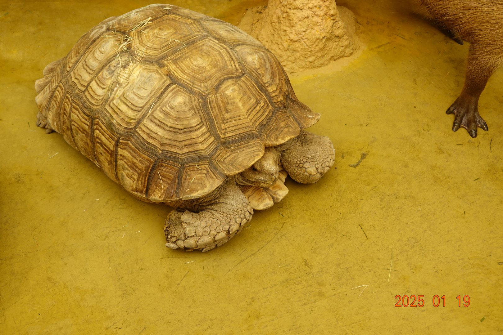 Afrivan Spurred Tortoise (Centrochelys sulcata)