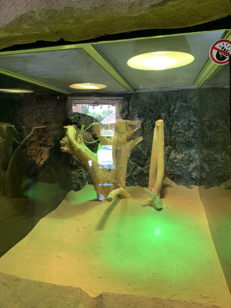 Afro-Asian sand snake exhibit