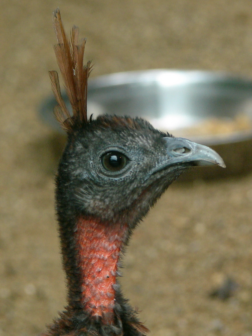 Afropavo congensis / Congo peacock (female)