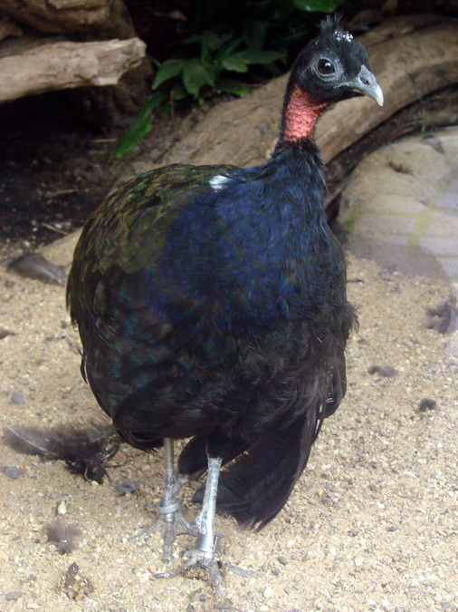 Afropavo congensis / Congo peacock (male)