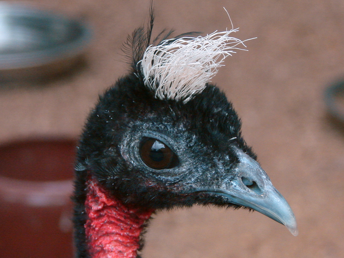Afropavo congensis / Congo peacock (male)