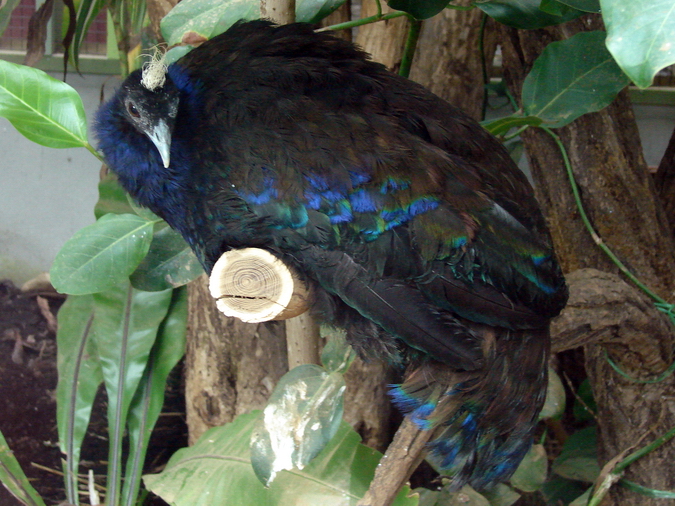 Afropavo congensis / Congo peacock (male)