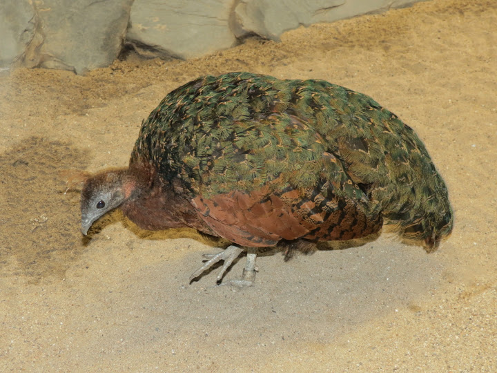 Afropavo congensis