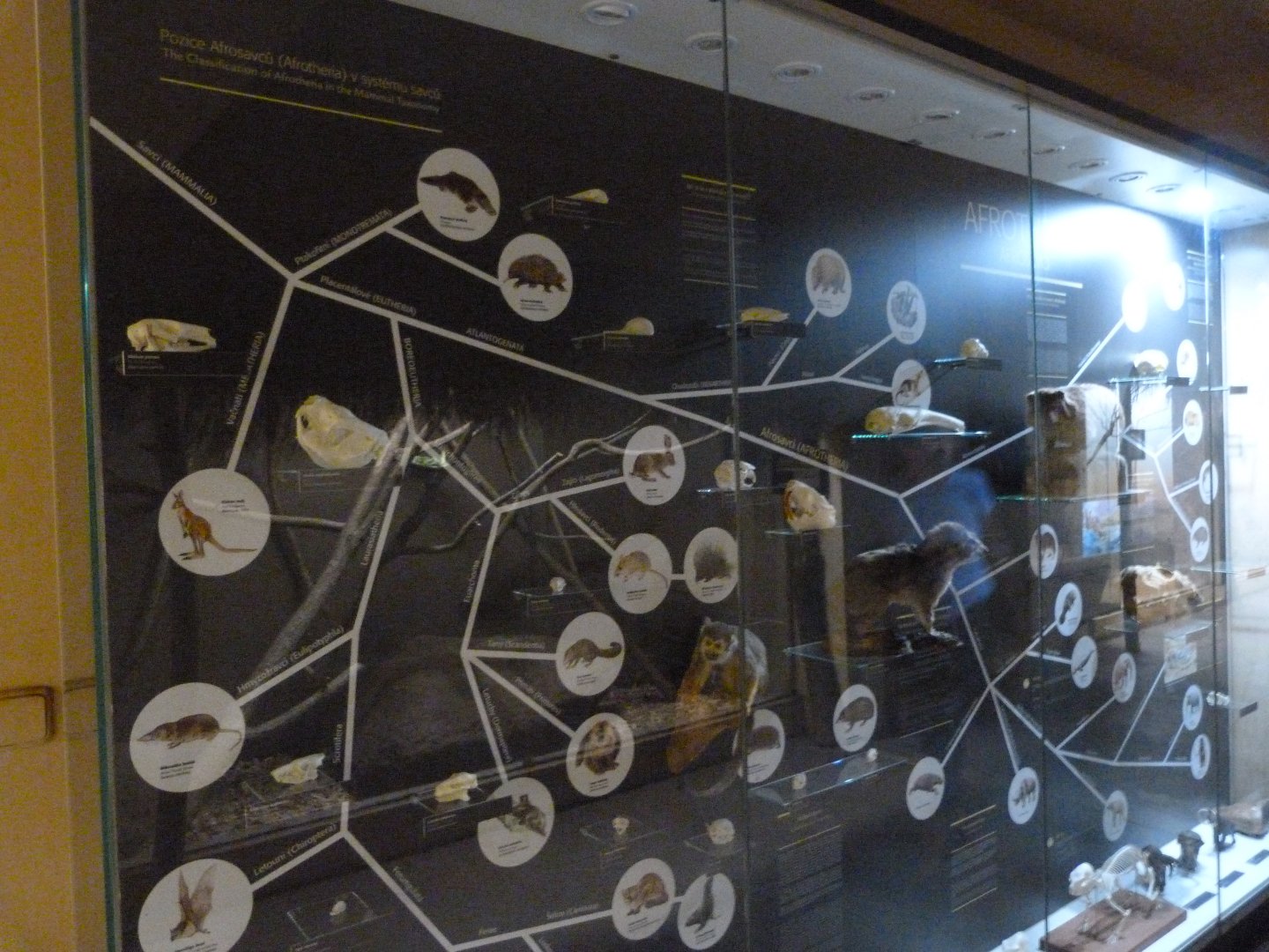 Afrotheria evolution display -Zoo Plzeň (2025)