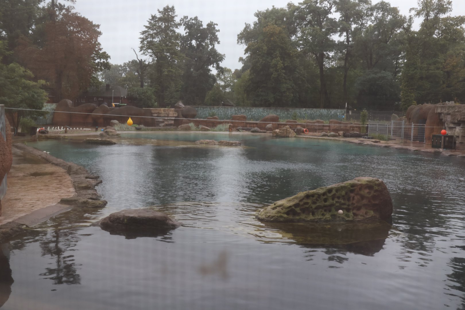 Afrykarium - 3600m³ pool Cape fur seal exhibit