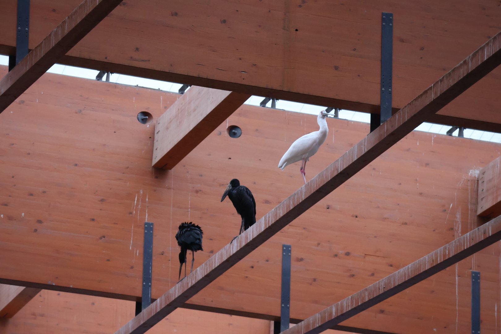 Afrykarium - African openbill stork (Anastomus lamelligerus) and African spoonbill (Platalea alba)