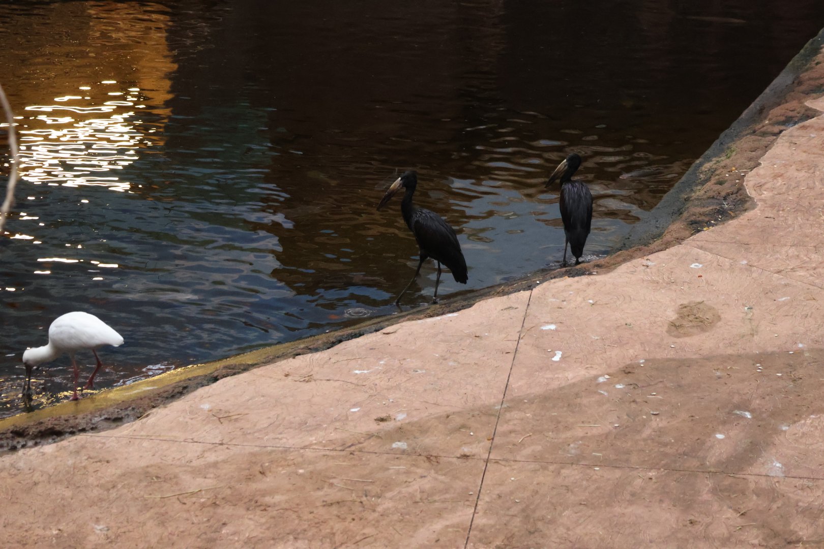 Afrykarium - African openbill stork (Anastomus lamelligerus)