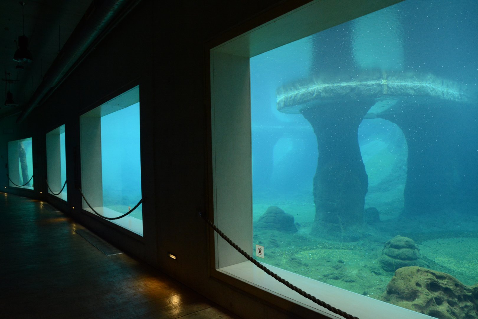 Afrykarium - African Penguin underwater view