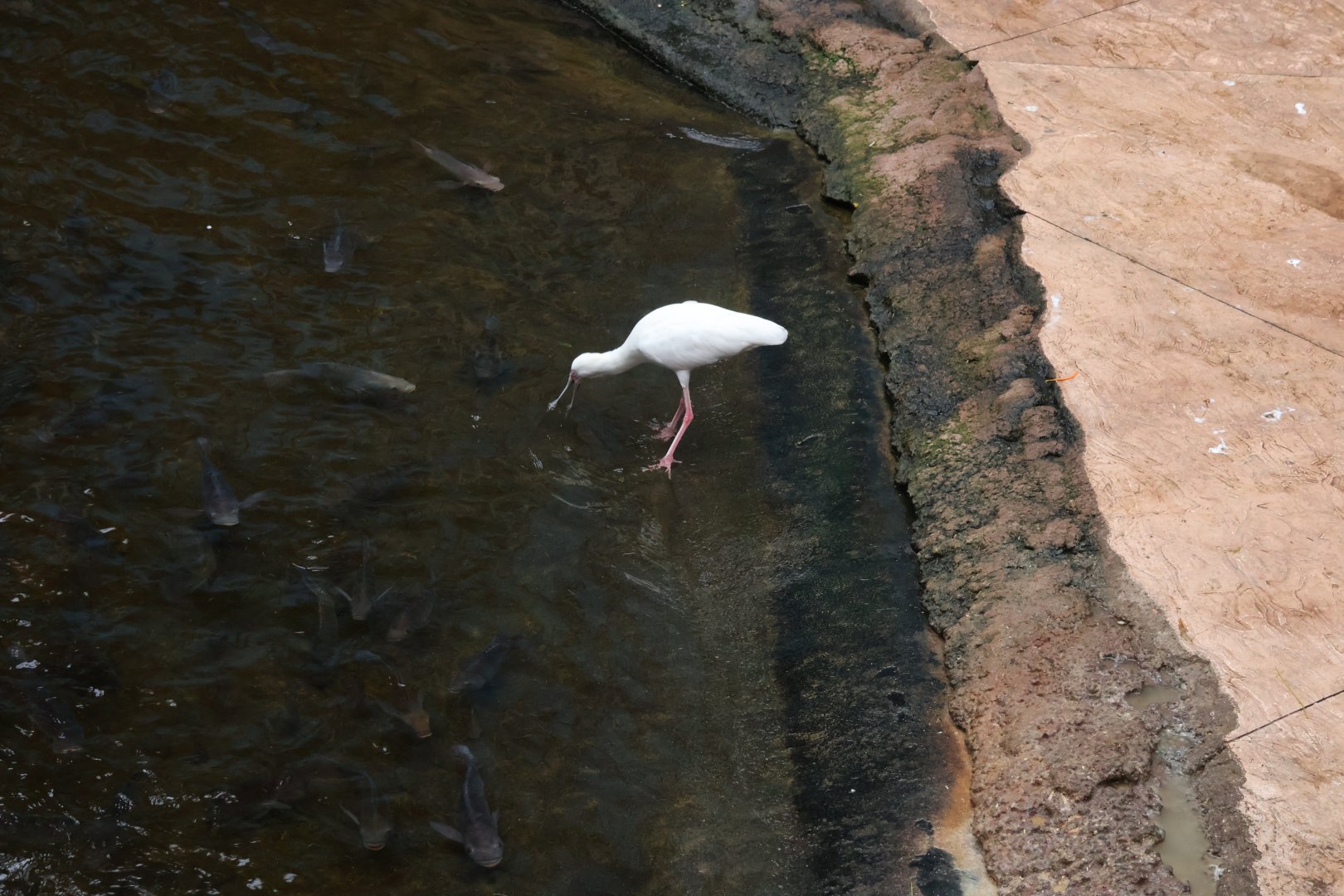 Afrykarium - African spoonbill (Platalea alba)