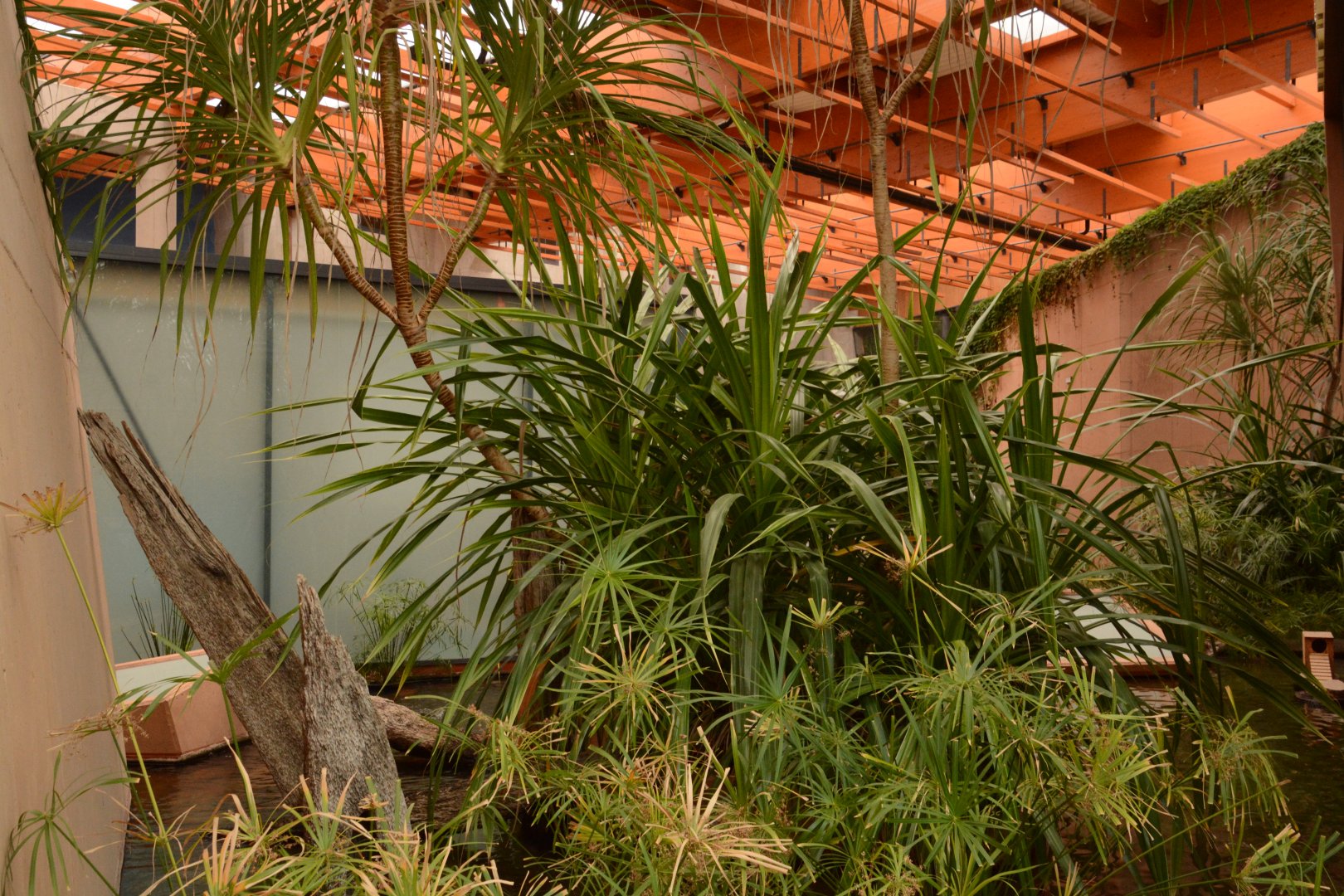 Afrykarium - African swamp