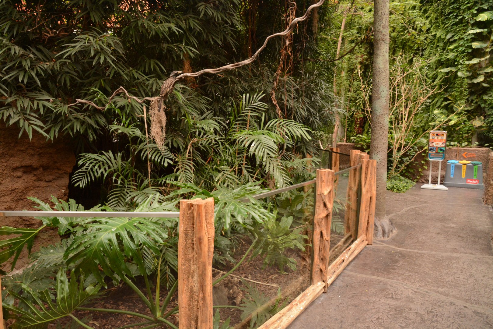 Afrykarium - Black-and-rufous Sengi enclosure
