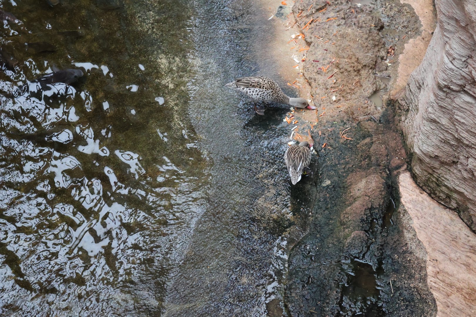 Afrykarium - Cape teal (Anas capensis)