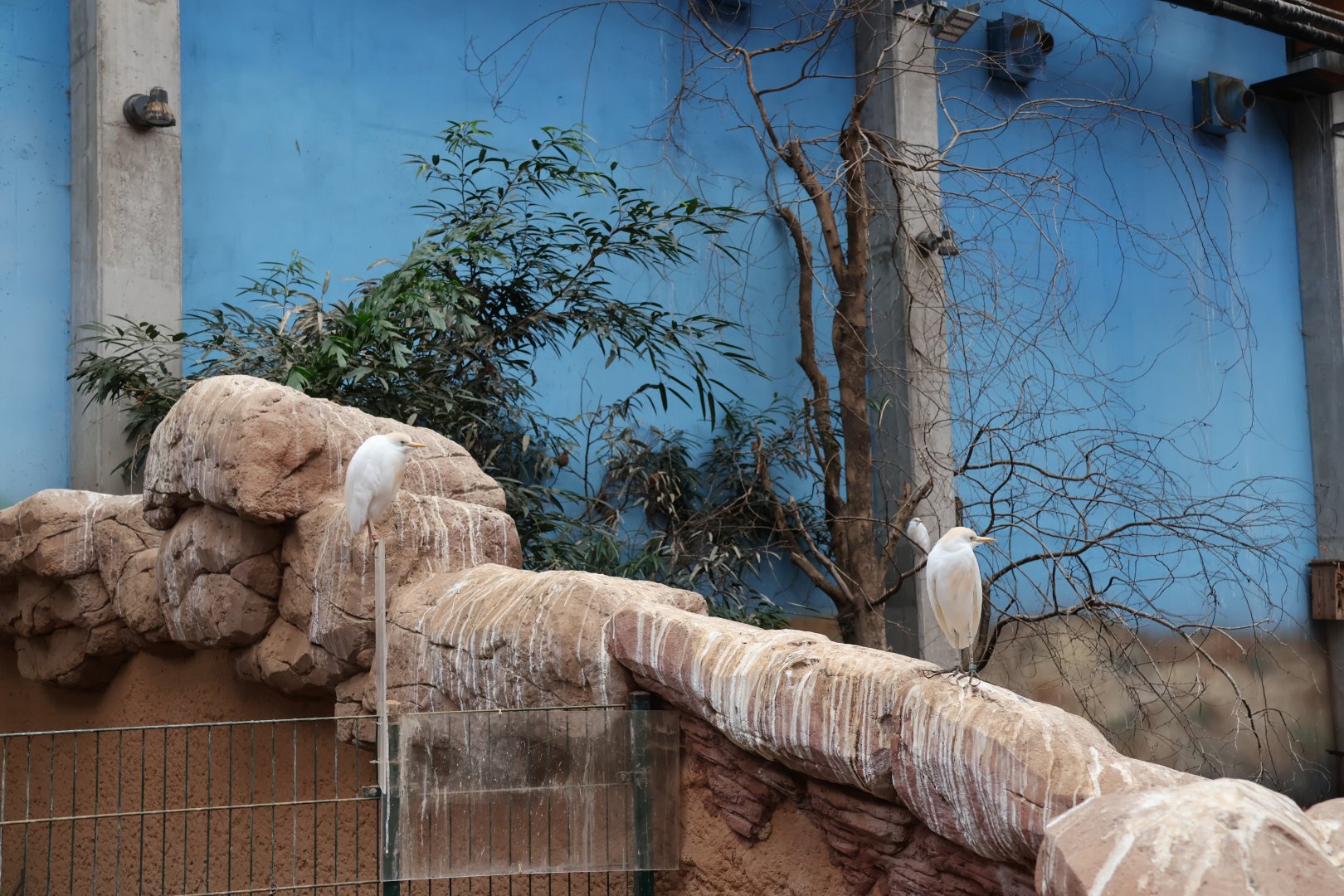 Afrykarium - Cattle egret (Bubulcus ibis)