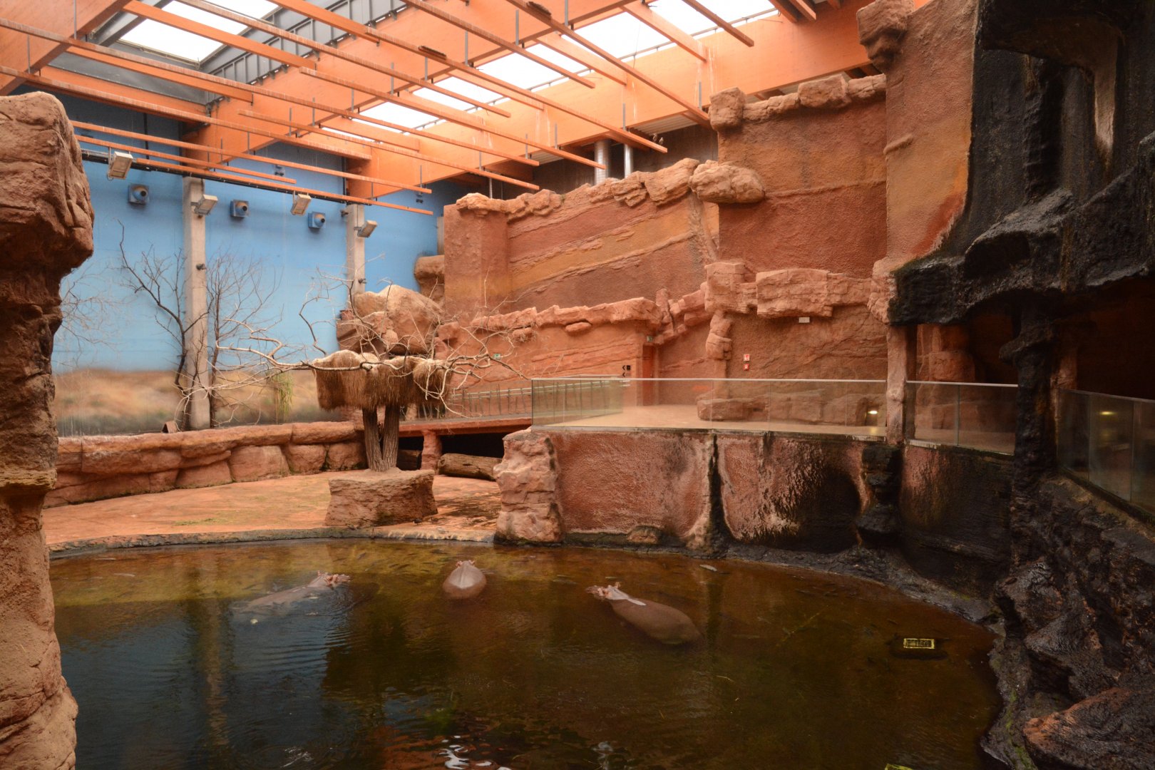 Afrykarium - Common Hippo enclosure