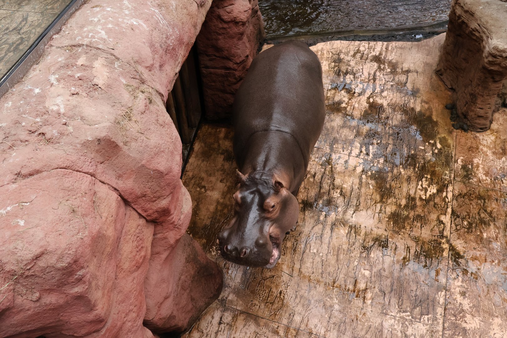 Afrykarium - Common hippo (Hippopotamus amphibius)