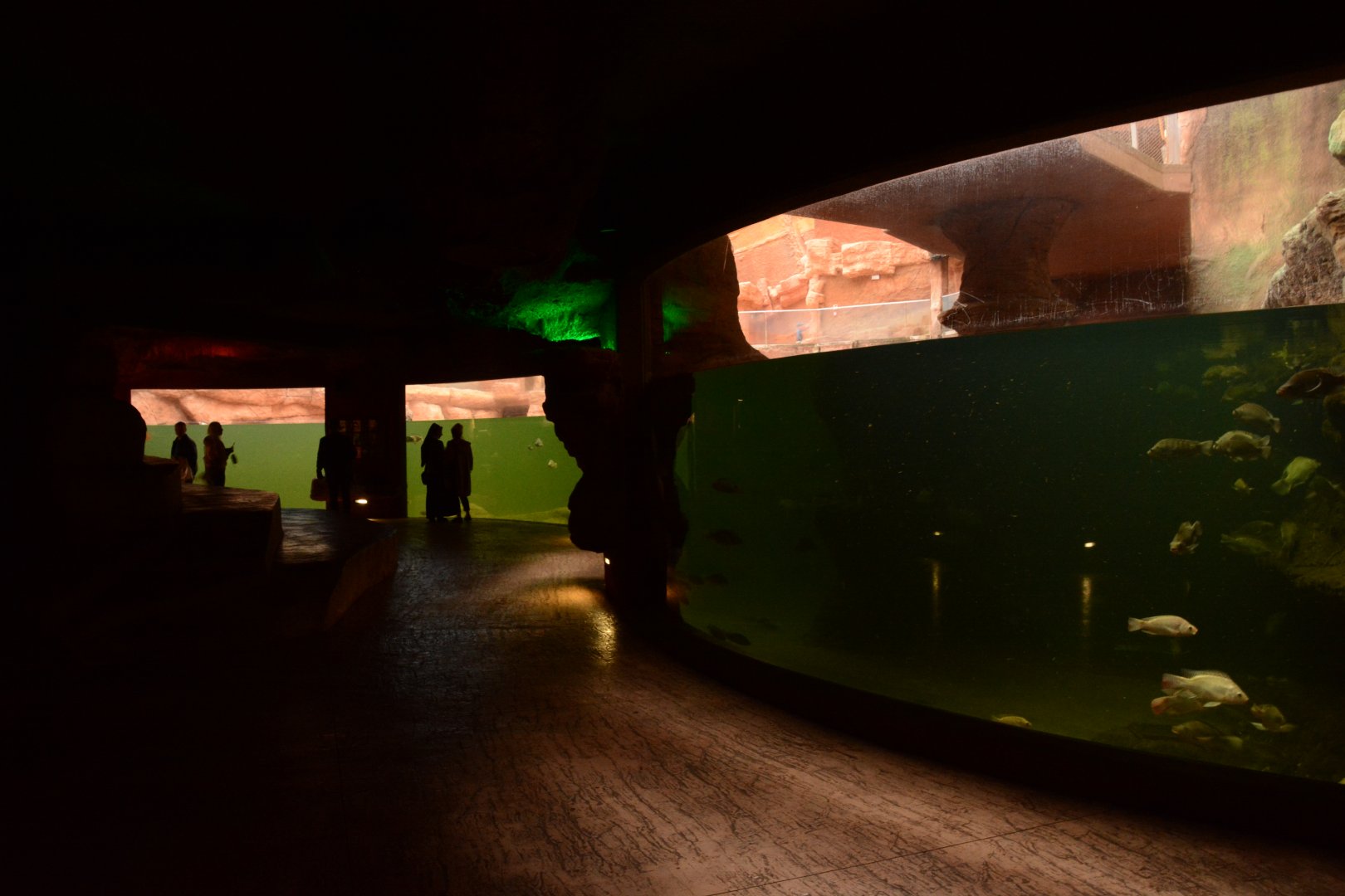 Afrykarium - Common Hippo underwater view