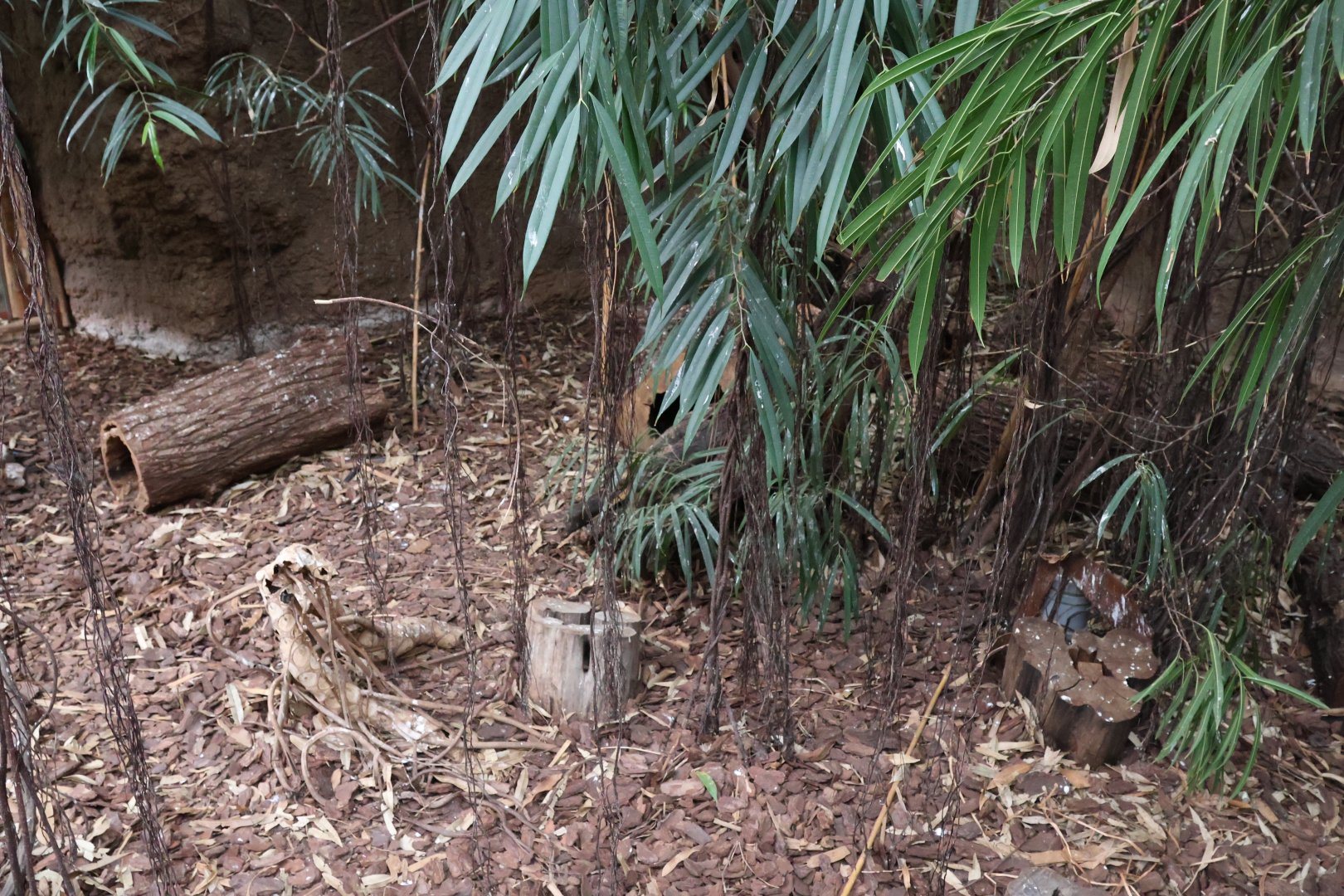 Afrykarium - Congo rainforest exhibit - Black and rufous sengi enclosure