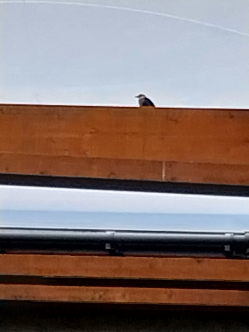 Afrykarium - Congo rainforest exhibit - Blue-bellied roller (Coracias cyanogaster)