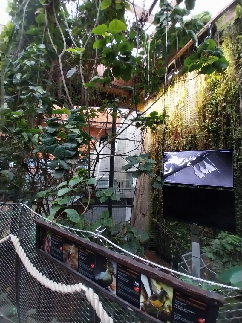 Afrykarium - Congo rainforest exhibit - Congo peafowl and Hammerhead bat aviary