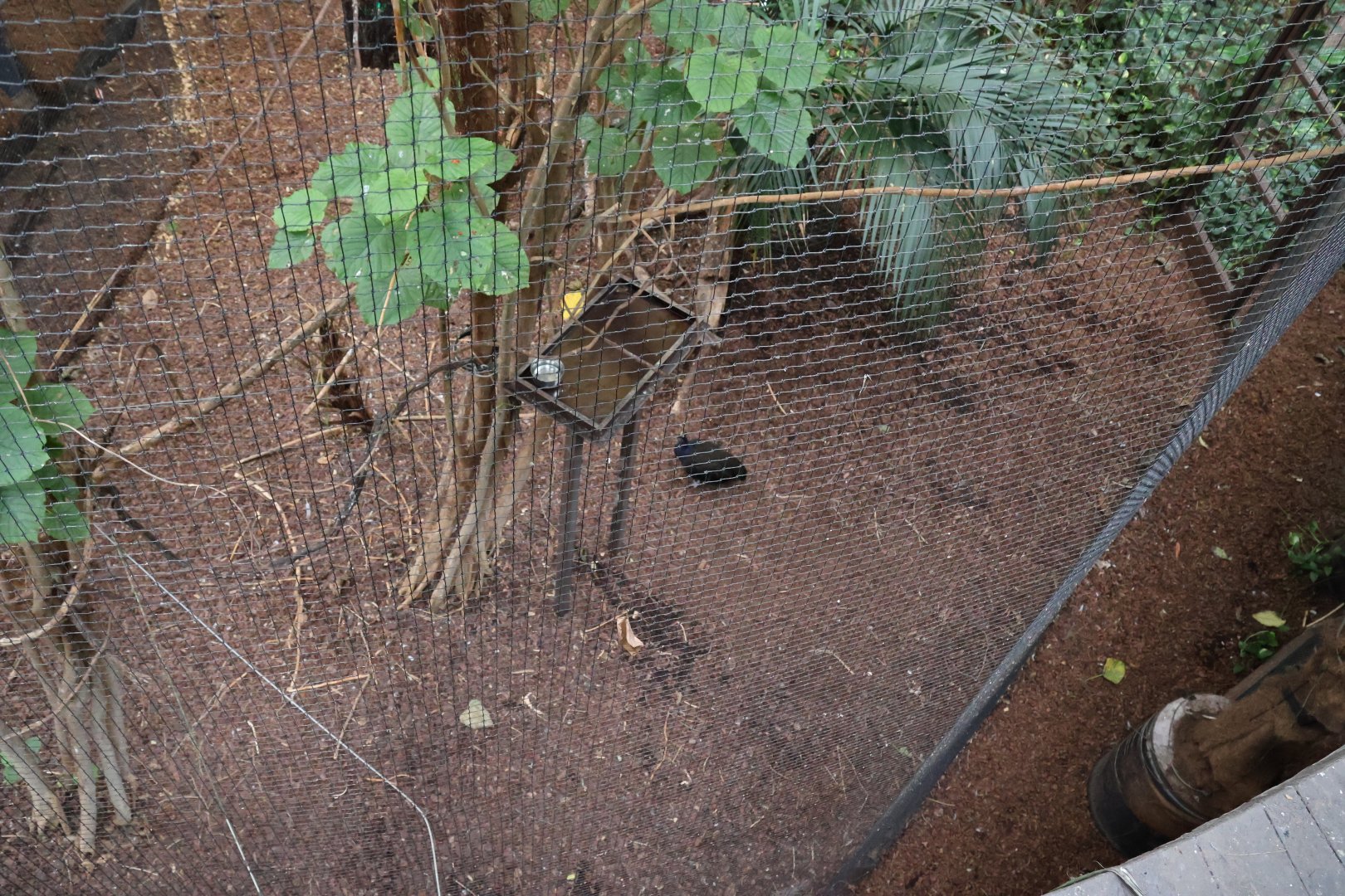 Afrykarium - Congo rainforest exhibit - Congo peafowl aviary - Congo Peafowl (Afropavo congensis)